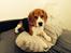 Beagle Holger