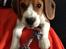 Beagle Holger