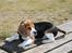 Beagle Holger