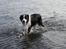 Border collie Ziyan