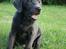 Labrador retriever Cassiopeia - 20) 10 uger