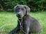 Labrador retriever Cassiopeia - 19) 10 uger