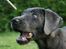 Labrador retriever Cassiopeia - 2) 8 uger