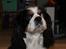 Cavalier king charles spaniel Lucky <3 - Lucky 10 år <3