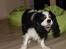 Cavalier king charles spaniel Lucky <3