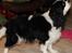 Cavalier king charles spaniel Lucky <3