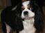 Cavalier king charles spaniel Lucky <3