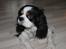 Cavalier king charles spaniel Lucky <3