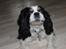 Cavalier king charles spaniel Lucky <3