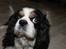 Cavalier king charles spaniel Lucky <3