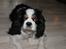Cavalier king charles spaniel Lucky <3