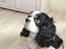 Cavalier king charles spaniel Lucky <3