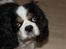 Cavalier king charles spaniel Lucky <3