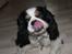 Cavalier king charles spaniel Lucky <3