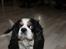Cavalier king charles spaniel Lucky <3