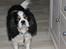Cavalier king charles spaniel Lucky <3