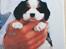 Cavalier king charles spaniel Lucky <3 - Lucky 8 uger<3
