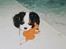 Cavalier king charles spaniel Lucky <3 - Lucky 8 uger<3