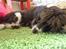 Engelsk springer spaniel Jonson
