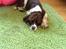 Engelsk springer spaniel Jonson