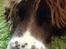 Engelsk springer spaniel Jonson