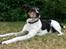 Dansk svensk gaardhund Boldt - 3/8-2014