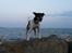 Dansk svensk gaardhund Boldt