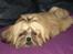 Shih tzu Fonvig's Phoebe
