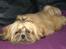 Shih tzu Fonvig's Phoebe