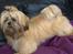 Shih tzu Fonvig's Phoebe
