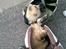 Shih tzu Fonvig's Phoebe
