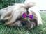 Shih tzu Fonvig's Phoebe