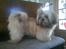 Shih tzu Fonvig's Phoebe