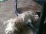 Shih tzu Fonvig's Phoebe