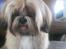 Shih tzu Fonvig's Phoebe