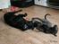 Labrador retriever Cassiopeia - 23) 9 uger