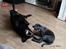 Labrador retriever Cassiopeia - 24) 9 uger