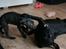 Labrador retriever Cassiopeia - 25) 9 uger