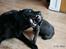 Labrador retriever Cassiopeia - 26) 10 uger