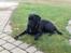 Labrador retriever Ricko - Ricko kigger efter kattene :D 2014