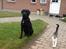 Labrador retriever Ricko - Ricko får øje på nogle spænende mennesker oppe på stien :D 2014
