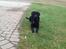 Labrador retriever Ricko - : ) 2014