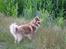 Finsk lapphund Lejoncrona Ecco
