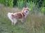 Finsk lapphund Lejoncrona Ecco