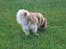 Finsk lapphund Lejoncrona Ecco