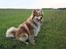 Finsk lapphund Lejoncrona Ecco
