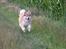 Finsk lapphund Lejoncrona Ecco