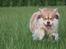 Finsk lapphund Lejoncrona Ecco