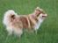 Finsk lapphund Lejoncrona Ecco