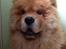 Chow chow Bastian
